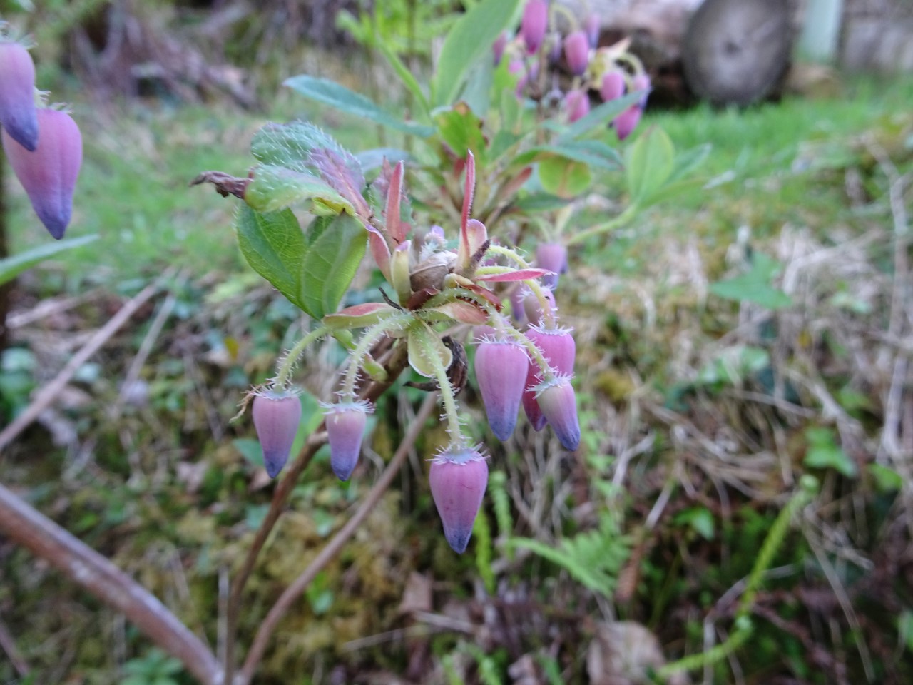 'Dartmoor Storm' (formerly Menziesia)